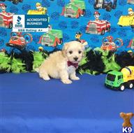 maltipoo puppy posted by Rhonda Wallace